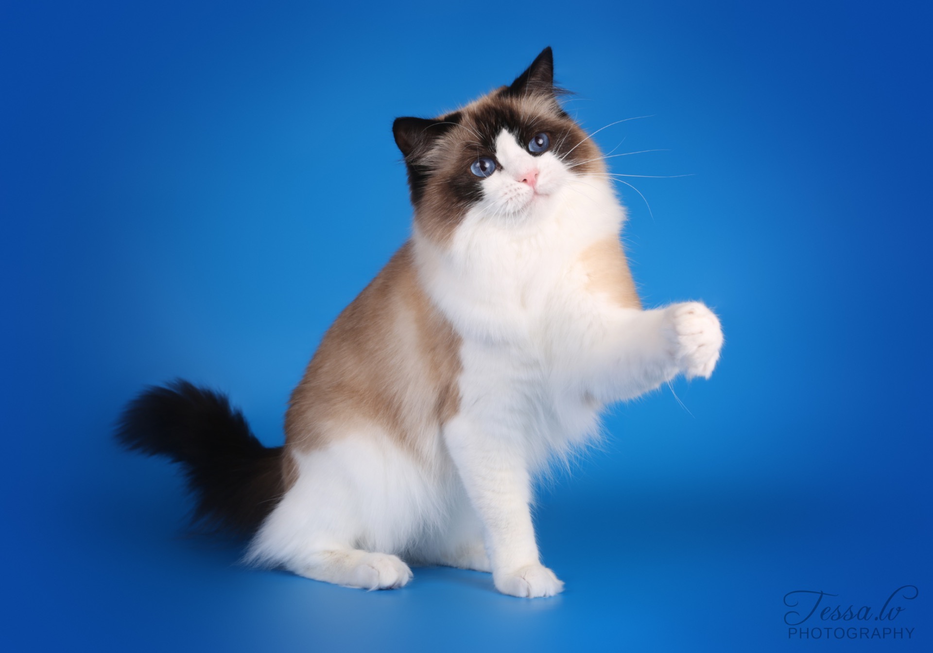 GIC, FI*Midnightdolls Keep The Faith, JW, Rag n 03