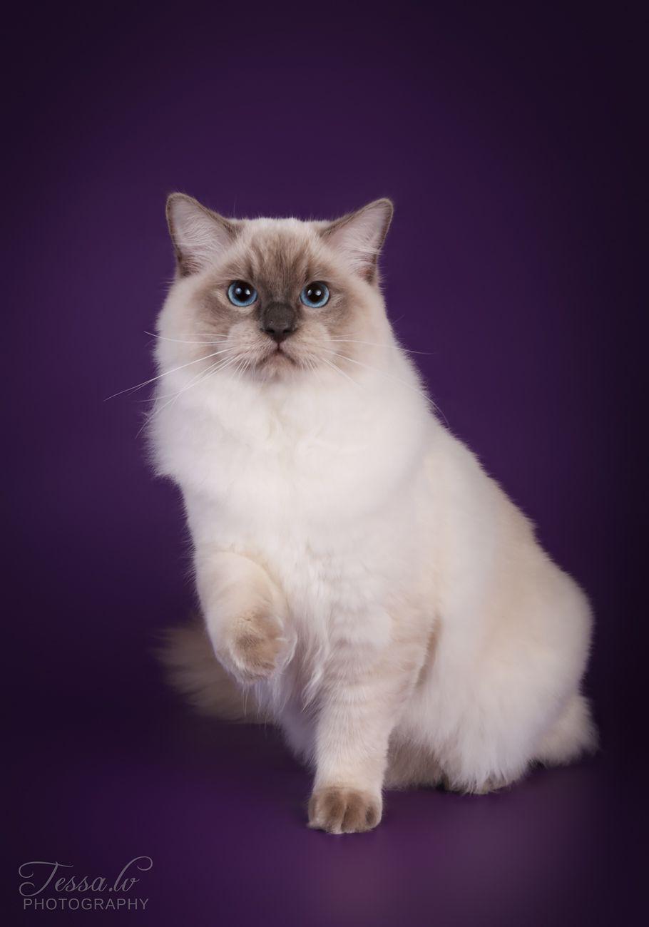 Vili CH, JCH, KCH FI*Ragtail Cecil Chablis Rag a