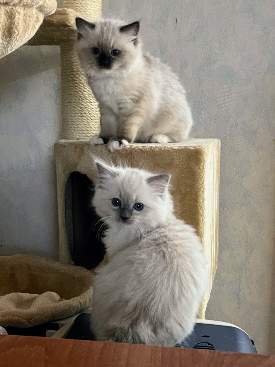 Rasmus ja Renee 9 vk