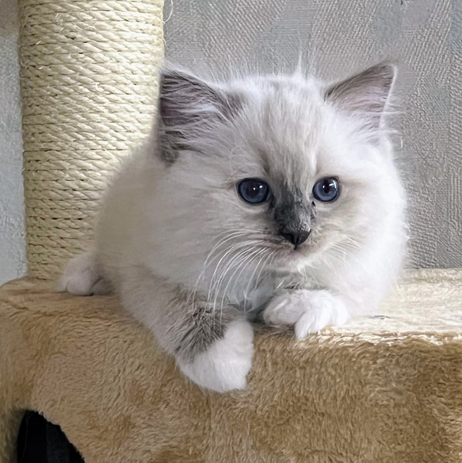 Renee RAG a 04, 9 vk